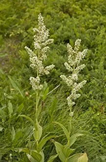 Perennials Prints: White False Helleborine (Veratrum album) flowering