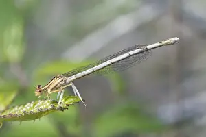 Odonata Prints: White Featherleg Damselfly (Platycnemis latipes) adult female