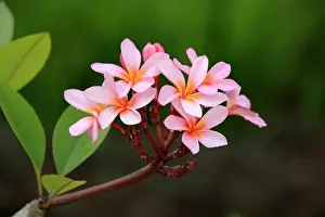 Borneo Prints: White Frangipani (Plumeria pudica) close-up of flowers