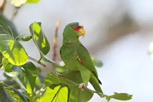 Parrot Prints: White-fronted Amazon Parrot (Amazona albifrons) adult