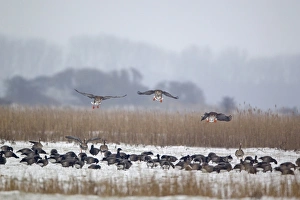 Flock Prints: White-fronted Goose (Anser albifrons) three adults