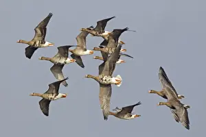 Gloucestershire Prints: White-fronted Goose (Anser albifrons albifrons) twelve adults