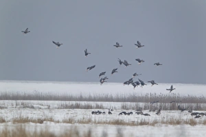 Water Fowl Prints: White-fronted Goose (Anser albifrons) flock