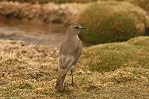 Tyrant Flycatcher Prints: White-fronted Ground-tyrant (Muscisaxicola albifrons) adult