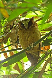 White-fronted Scops-owl (Otus sagittatus) adult, roosting in bamboo, Kaeng Krachan N. P. Thailand, May