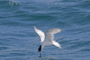 Terns Prints: White-fronted Tern (Sterna striata) immature