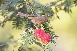 Nectar Prints: White-gaped Honeyeater (Lichenostomus unicolor) adult