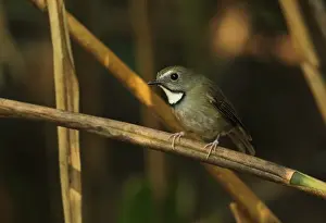 Old World Prints: White-gorgeted Flycatcher (Anthipes monileger leucops) adult