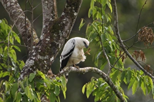 Costa Rican Prints: White Hawk (Leucopternis albicollis) adult