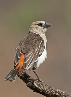 White-headed Buffalo Weaver (Dinemellia dinemelli) adult, perched on branch, Kenya