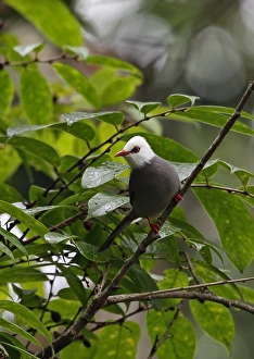 Indochina Prints: White-headed Bulbul (Hypsipetes thompsoni) adult