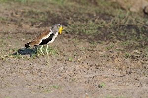Plovers Prints: White-headed Lapwing (Vanellus albiceps) adult, standing on mud, Chobe N. P. Botswana