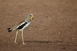 White-headed Lapwing (Vanellus albiceps) adult, walking on sandy riverbank, Niokolo-Koba, Senegal, january