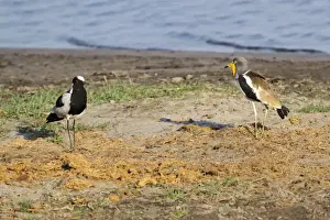 Plovers Prints: White-headed Lapwing (Vanellus albiceps) and Blacksmith Plover (Vanellus armatus) adults
