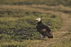 Grasslands Prints: White-headed Vulture (Trigonoceps occipitalis) adult