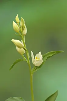 Helleborine Prints: White Helleborine (Cephalanthera damasonium) flowering, Italy, june