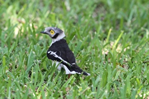 Chobe Prints: White Helmetshrike (Prionops plumatus) adult male, foraging on grass, Chobe N. P. Botswana