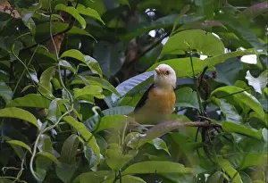 White-hooded Babbler (Gampsorhynchus rufulus torquatus) adult, perched on vine, Kaeng Krachan N. P. Thailand, february