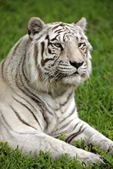 White Indian Tiger (Panthera tigris tigris) adult, close-up of head, captive