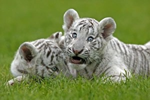 Big Cat Prints: White Indian Tiger (Panthera tigris tigris) two cubs, resting on grass, captive