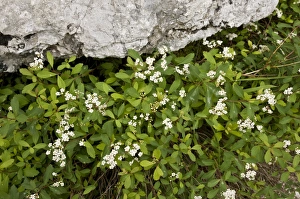 Slovenia Prints: White Lace Spiraea (Spiraea decumbens ssp. decumbens) flowering, Slovenia, june