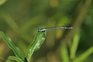 Damselfly Prints: White-legged Damselfly (Platycnemis pennipes) adult male