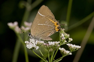 Nectar Prints: White-letter Hairstreak (Satyrium w-album) adult