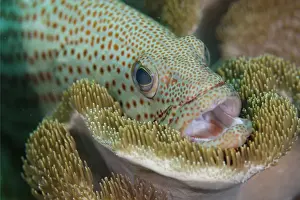 White-lined Grouper (Anyperodon leucogrammicus) adult, close-up of head, with mouth open, resting on soft coral