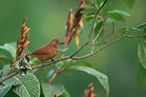 White-lined Tanager (Tachyphonus rufus) adult female, perched on twig, Trinidad and Tobago, March