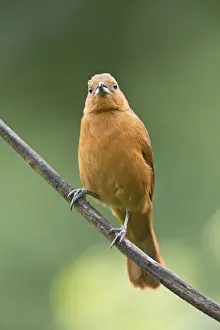 West Indian Prints: White-lined Tanager (Tachyphonus rufus) adult female