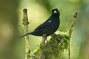 Equatorial Prints: White-lined Tanager (Tachyphonus rufus) adult male