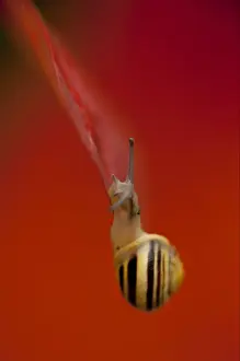 Snails Prints: White-lipped Banded Snail (Cepaea hortensis) adult