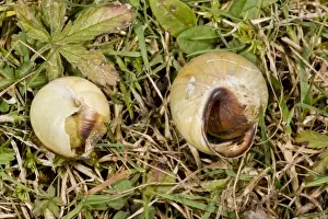 White-lipped Banded Snail (Cepaea hortensis) two dead adults, killed by Common Glow-worm (Lampyris noctiluca)