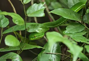Kaeng Krachan Prints: White-lipped Pitviper (Trimeresurus albolabris) adult male