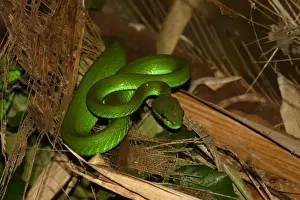 Insularis Prints: White-lipped Pitviper (Trimeresurus albolabris insularis) adult