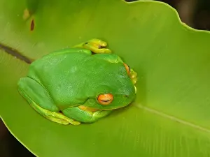 White-lipped Treefrog (Litoria infrafrenata) adult, resting on leaf, Atherton Tableland, Great Dividing Range