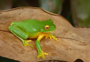 White-lipped Treefrog (Litoria infrafrenata) adult, sitting on dry leaf, Atherton Tableland, Great Dividing Range