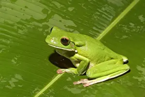 Australia Prints: White-lipped Treefrog (Litoria infrafrenata) adult, sitting on leaf, Queensland, Australia
