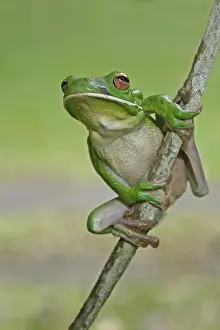 White-lipped Treefrog (Litoria infrafrenata) adult, on vine stem, Queensland, Australia