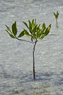 Saplings Prints: White Mangrove (Laguncularia racemosa) sapling