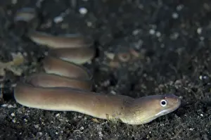 Muck Prints: White-margined Moray (Gymnothorax albimarginatus) adult