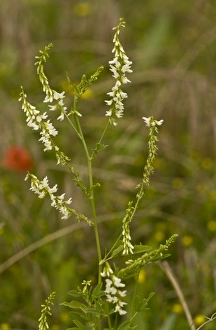 Weeds Prints: White Melilot (Melilotus alba) flowering