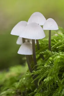 Body Prints: White Milking Bonnet (Mycena galopus) fruiting bodies