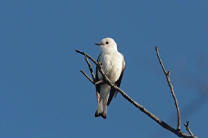 Tyrant Flycatcher Prints: White Monjita (Xolmis irupero) adult