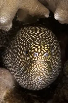 Morays Prints: White-mouthed Moray Eel (Gymnothorax meleagris) adult