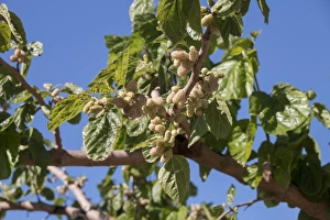 Alba Prints: White Mulberry leaf and fruit - Spain