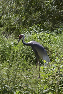 Cranes Prints: White naped Crane from Asia