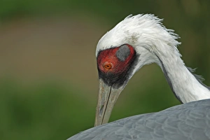 Crane Prints: White-naped Crane (Grus vipio) adult, preening, close-up of head (captive)