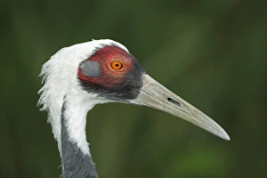 Bill Prints: White-naped Crane (Grus vipio) adult, close-up of head (captive)