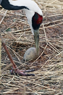 White-naped Crane (Grus vipio) adult, close-up of head, tending egg on nest, part of captive breeding program